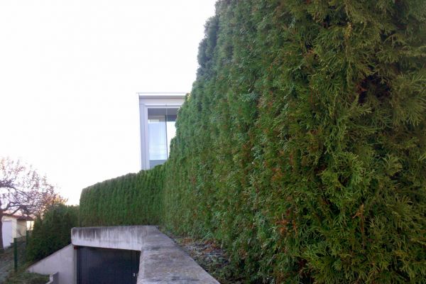 heckenschnitt2d7358be5-2733-072b-470c-0af96e72e06d019DE2FA-24F2-8081-99FD-4EFB9626497C.jpg
